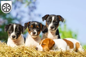 Mehr über den Artikel erfahren Jack Russell Züchter und Welpen in Osnabrück