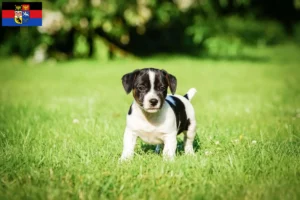 Mehr über den Artikel erfahren Jack Russell Züchter und Welpen in Ostfriesland
