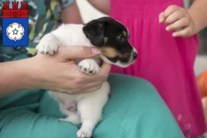 Mehr über den Artikel erfahren Jack Russell Züchter und Welpen in Ottweiler