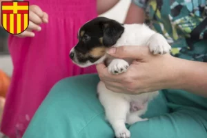 Mehr über den Artikel erfahren Jack Russell Züchter und Welpen in Paderborn