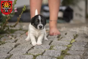 Mehr über den Artikel erfahren Jack Russell Züchter und Welpen in Parchim