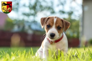 Mehr über den Artikel erfahren Jack Russell Züchter und Welpen in Peine