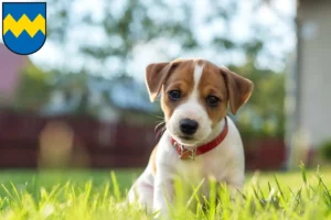 Mehr über den Artikel erfahren Jack Russell Züchter und Welpen in Pfaffenhofen an der Ilm