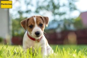 Mehr über den Artikel erfahren Jack Russell Züchter und Welpen in Pfarrkirchen