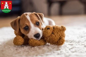 Mehr über den Artikel erfahren Jack Russell Züchter und Welpen in Pinneberg