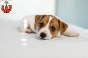 Mehr über den Artikel erfahren Jack Russell Züchter und Welpen in Pirmasens