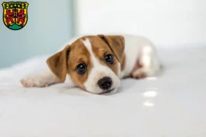 Mehr über den Artikel erfahren Jack Russell Züchter und Welpen in Pirna