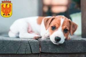 Mehr über den Artikel erfahren Jack Russell Züchter und Welpen in Potsdam