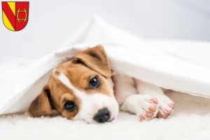 Mehr über den Artikel erfahren Jack Russell Züchter und Welpen in Rastatt
