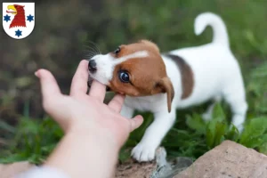 Mehr über den Artikel erfahren Jack Russell Züchter und Welpen in Rathenow