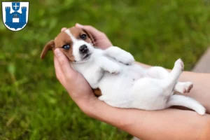 Mehr über den Artikel erfahren Jack Russell Züchter und Welpen in Ravensburg
