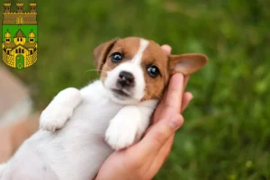Mehr über den Artikel erfahren Jack Russell Züchter und Welpen in Recklinghausen