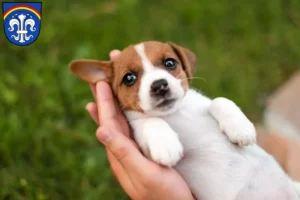 Mehr über den Artikel erfahren Jack Russell Züchter und Welpen in Regen (Stadt)