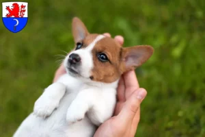 Mehr über den Artikel erfahren Jack Russell Züchter und Welpen in Remscheid