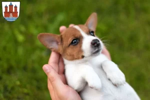 Mehr über den Artikel erfahren Jack Russell Züchter und Welpen in Rendsburg