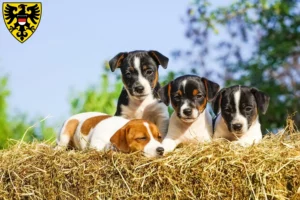 Mehr über den Artikel erfahren Jack Russell Züchter und Welpen in Reutlingen