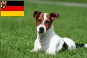 Mehr über den Artikel erfahren Jack Russell Züchter und Welpen in Rheinland-Pfalz