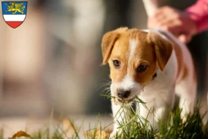 Mehr über den Artikel erfahren Jack Russell Züchter und Welpen in Rostock