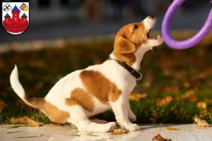 Mehr über den Artikel erfahren Jack Russell Züchter und Welpen in Rotenburg (Wümme)