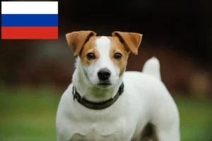 Mehr über den Artikel erfahren Jack Russell Züchter und Welpen in Russland