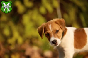 Mehr über den Artikel erfahren Jack Russell Züchter und Welpen in Saalfeld/Saale