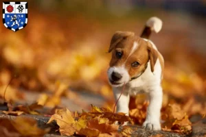 Mehr über den Artikel erfahren Jack Russell Züchter und Welpen in Saarbrücken