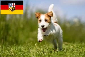 Mehr über den Artikel erfahren Jack Russell Züchter und Welpen im Saarland