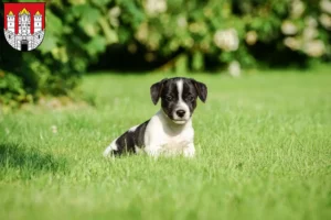 Mehr über den Artikel erfahren Jack Russell Züchter und Welpen in Salzburg