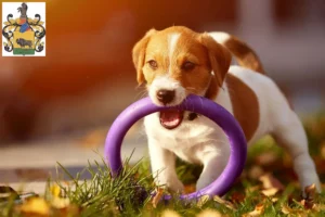 Mehr über den Artikel erfahren Jack Russell Züchter und Welpen in Schleiz