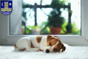 Mehr über den Artikel erfahren Jack Russell Züchter und Welpen in Schleswig