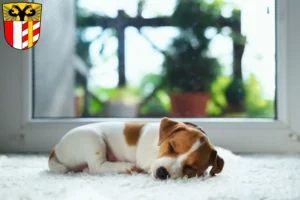 Mehr über den Artikel erfahren Jack Russell Züchter und Welpen in Schwaben