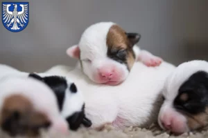 Mehr über den Artikel erfahren Jack Russell Züchter und Welpen in Schweinfurt