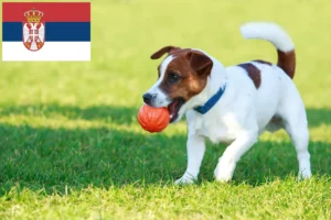 Mehr über den Artikel erfahren Jack Russell Züchter und Welpen in Serbien