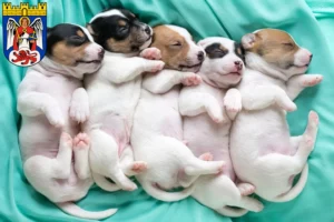 Mehr über den Artikel erfahren Jack Russell Züchter und Welpen in Siegburg