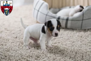 Mehr über den Artikel erfahren Jack Russell Züchter und Welpen in Siegen
