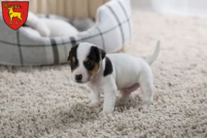 Mehr über den Artikel erfahren Jack Russell Züchter und Welpen in Sigmaringen