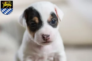 Mehr über den Artikel erfahren Jack Russell Züchter und Welpen in Simmern/Hunsrück