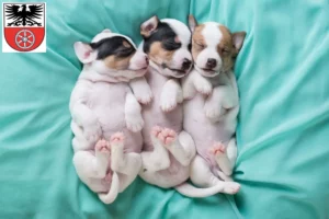 Mehr über den Artikel erfahren Jack Russell Züchter und Welpen in Sömmerda