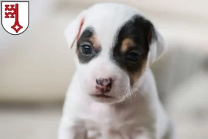 Mehr über den Artikel erfahren Jack Russell Züchter und Welpen in Soest
