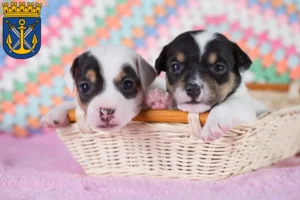 Mehr über den Artikel erfahren Jack Russell Züchter und Welpen in Solingen