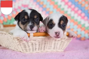 Mehr über den Artikel erfahren Jack Russell Züchter und Welpen in Solothurn