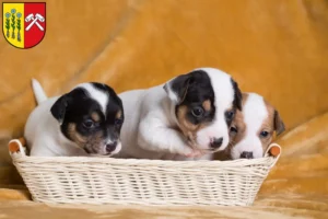 Mehr über den Artikel erfahren Jack Russell Züchter und Welpen in Sonthofen