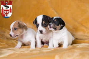 Mehr über den Artikel erfahren Jack Russell Züchter und Welpen in Spandau