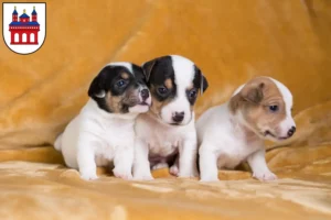 Mehr über den Artikel erfahren Jack Russell Züchter und Welpen in Speyer