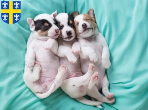 Mehr über den Artikel erfahren Jack Russell Züchter und Welpen in St. Wendel