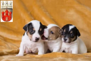 Mehr über den Artikel erfahren Jack Russell Züchter und Welpen in Stadthagen