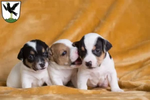 Mehr über den Artikel erfahren Jack Russell Züchter und Welpen in Starnberg