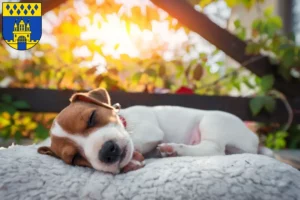 Mehr über den Artikel erfahren Jack Russell Züchter und Welpen in Steinfurt