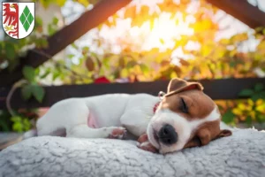 Mehr über den Artikel erfahren Jack Russell Züchter und Welpen in Stendal