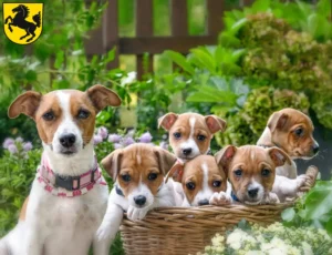 Mehr über den Artikel erfahren Jack Russell Züchter und Welpen in Stuttgart